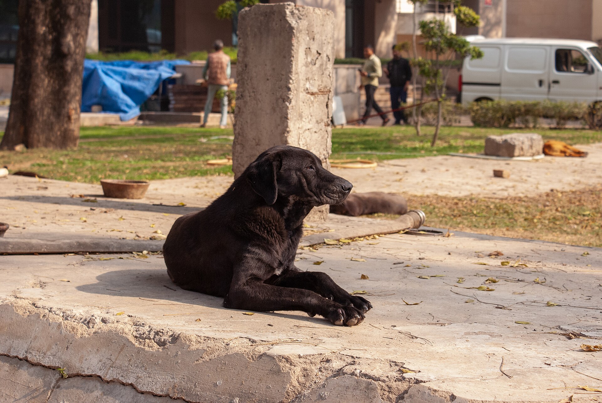 Schwarzer Hund ruht aufmerksam im Freien.