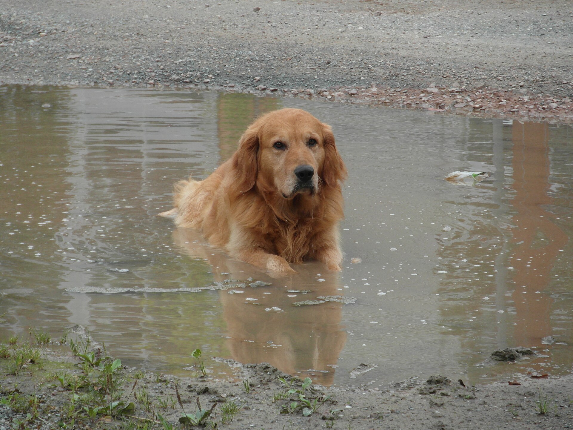 Golden Retriever steht draußen in einer Pfütze.