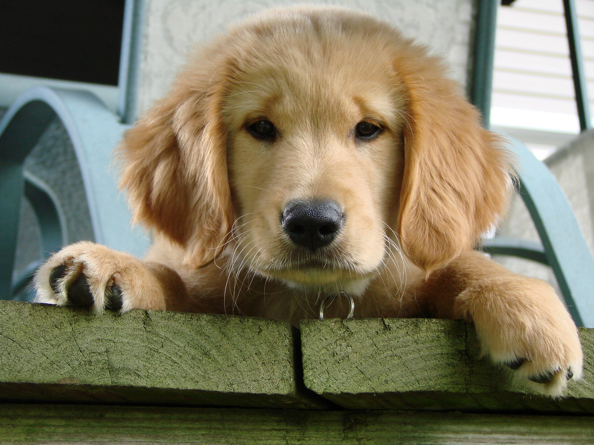 Golden-Retriever-Welpe schaut über eine niedrige Mauer.