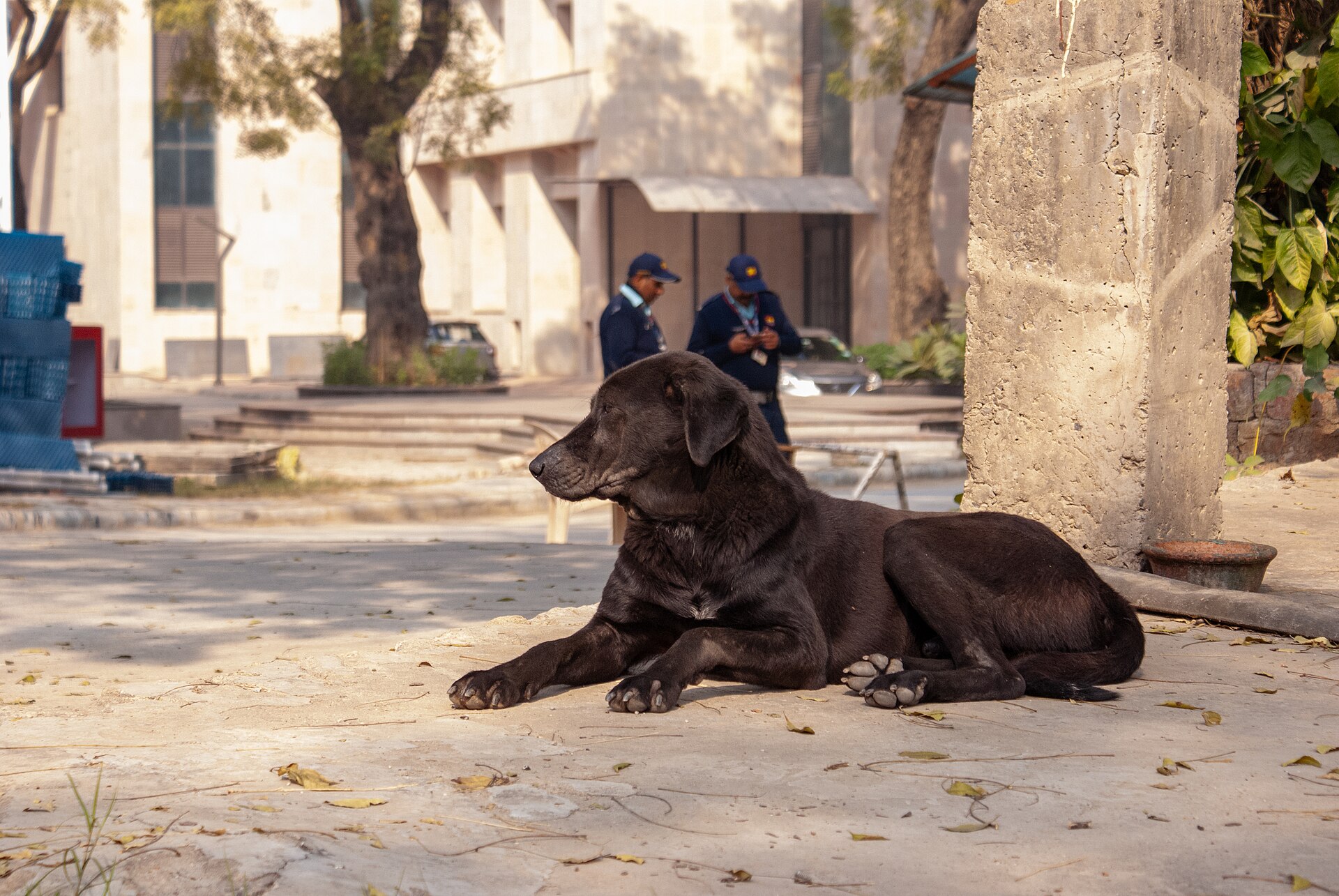 Schwarzer Hund liegt entspannt auf einem Platz.