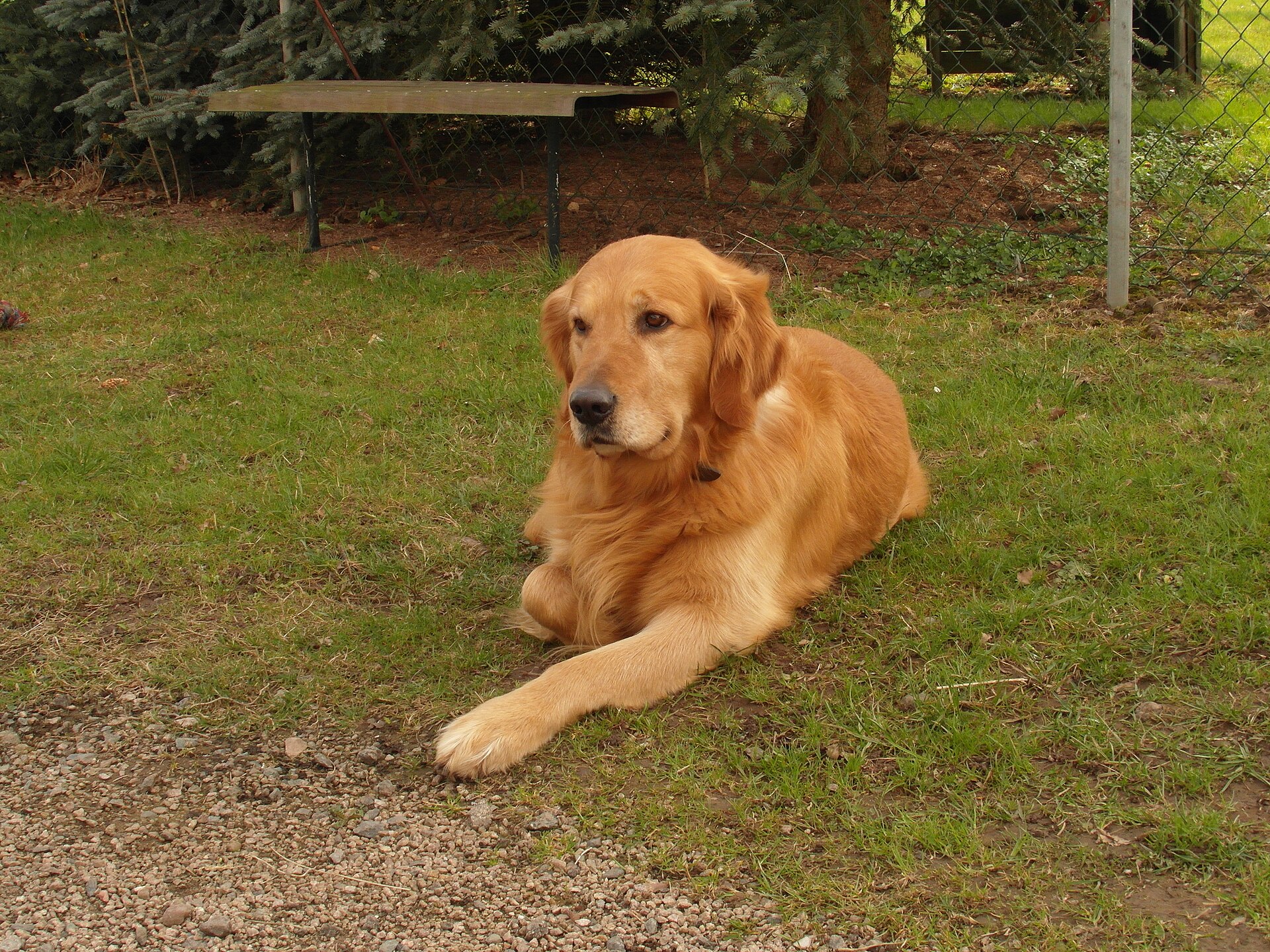 Golden Retriever ruht auf einer Wiese.