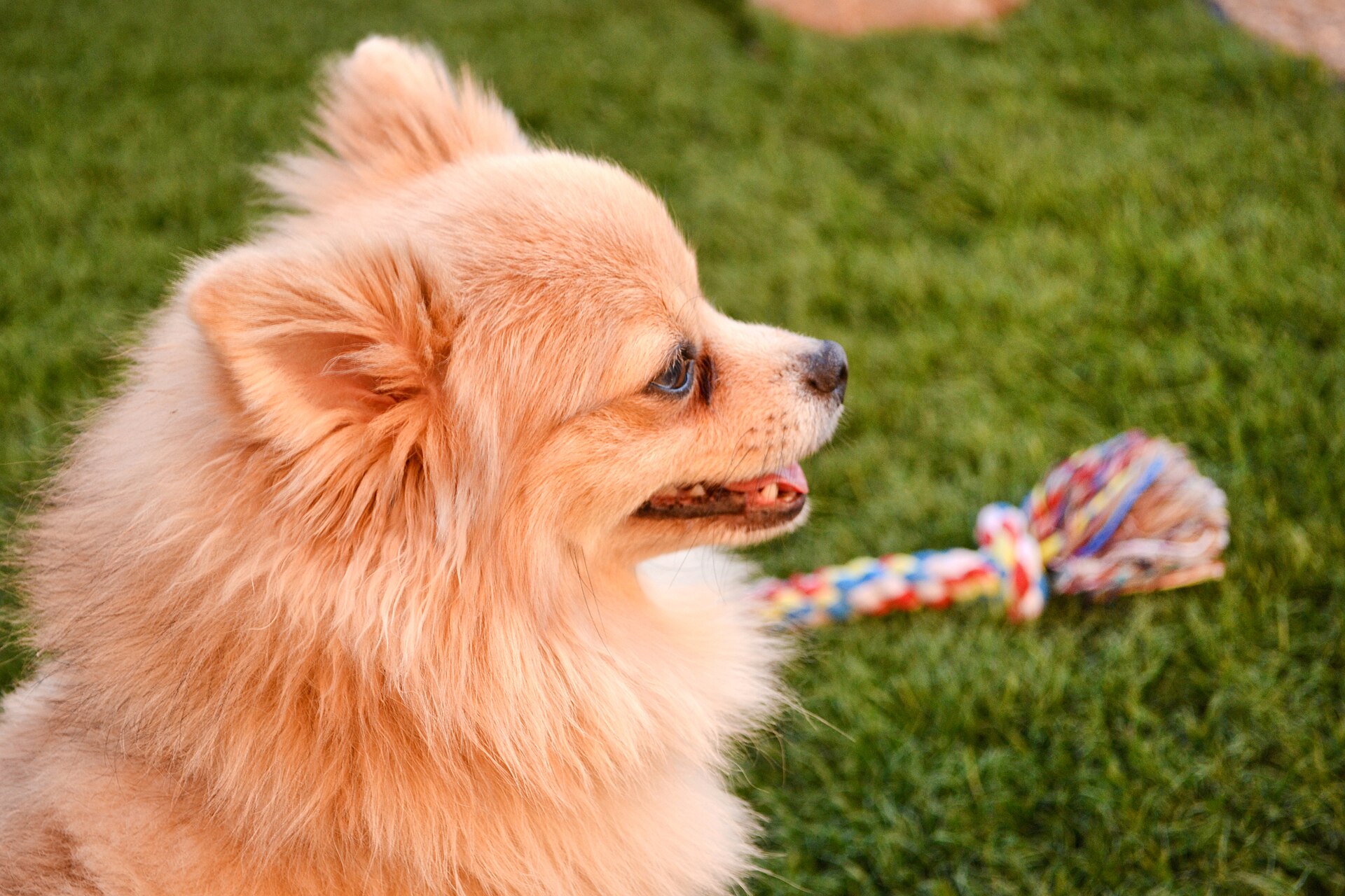 Kleiner langhaariger Hund mit Spielzeug im Gras.