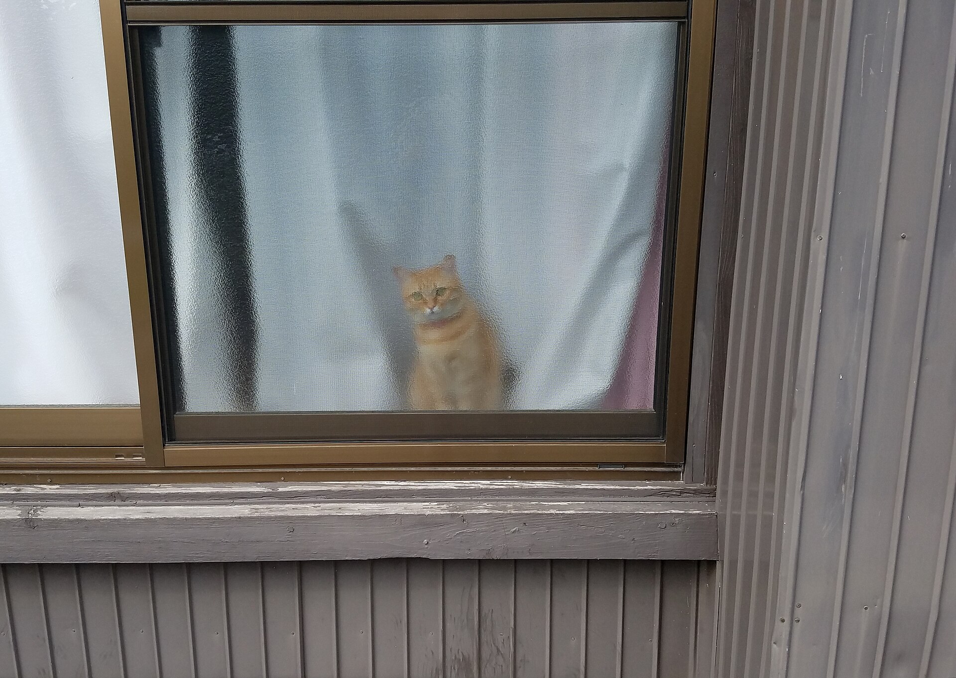 Katze sitzt hinter einem Fenster in ihrer häuslichen Umgebung.