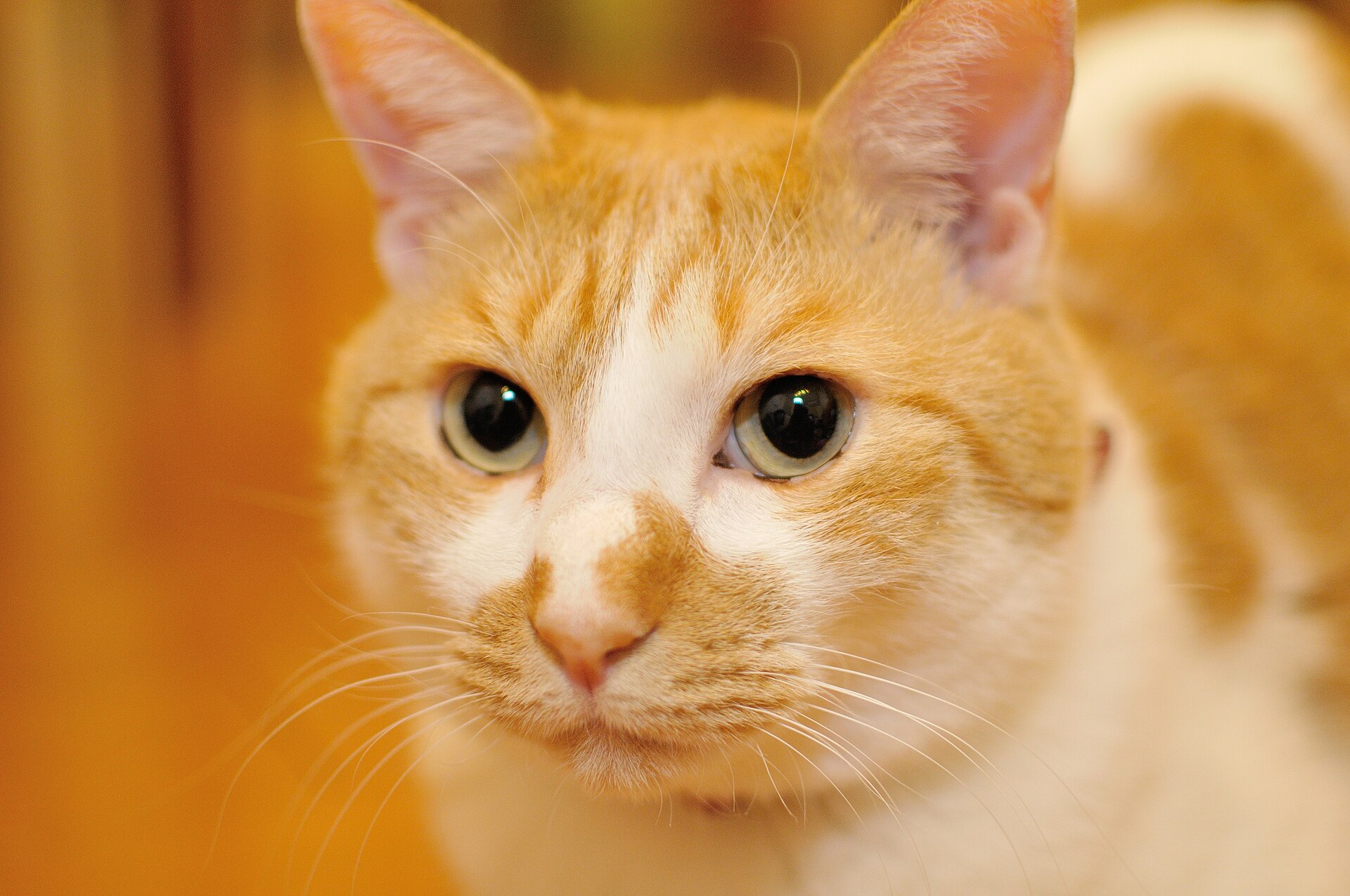 Porträt einer rot-weißen Katze mit grünen Augen.