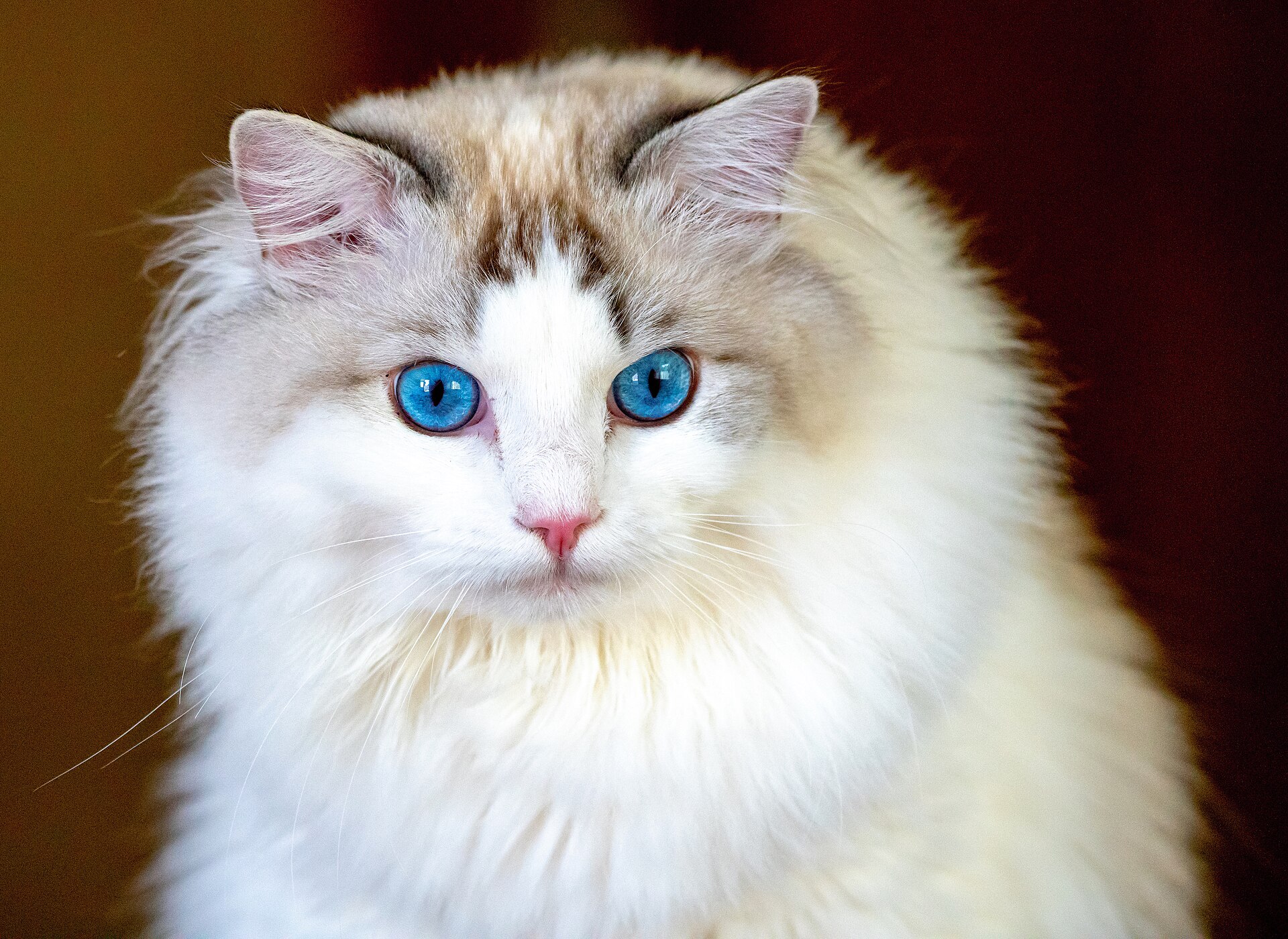 Langhaarige helle Katze mit blauen Augen.