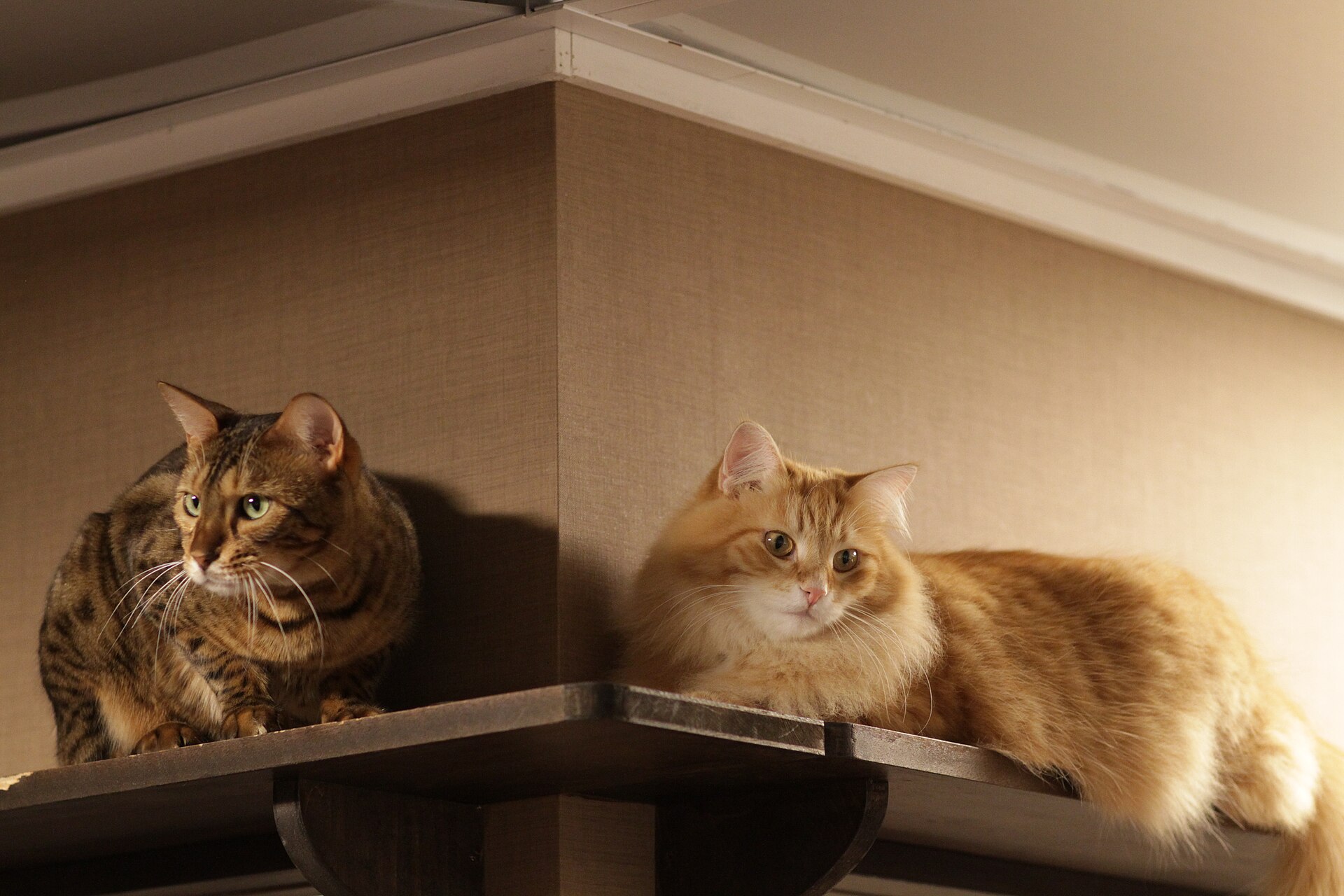 Zwei Katzen ruhen gemeinsam auf einem Schrank.