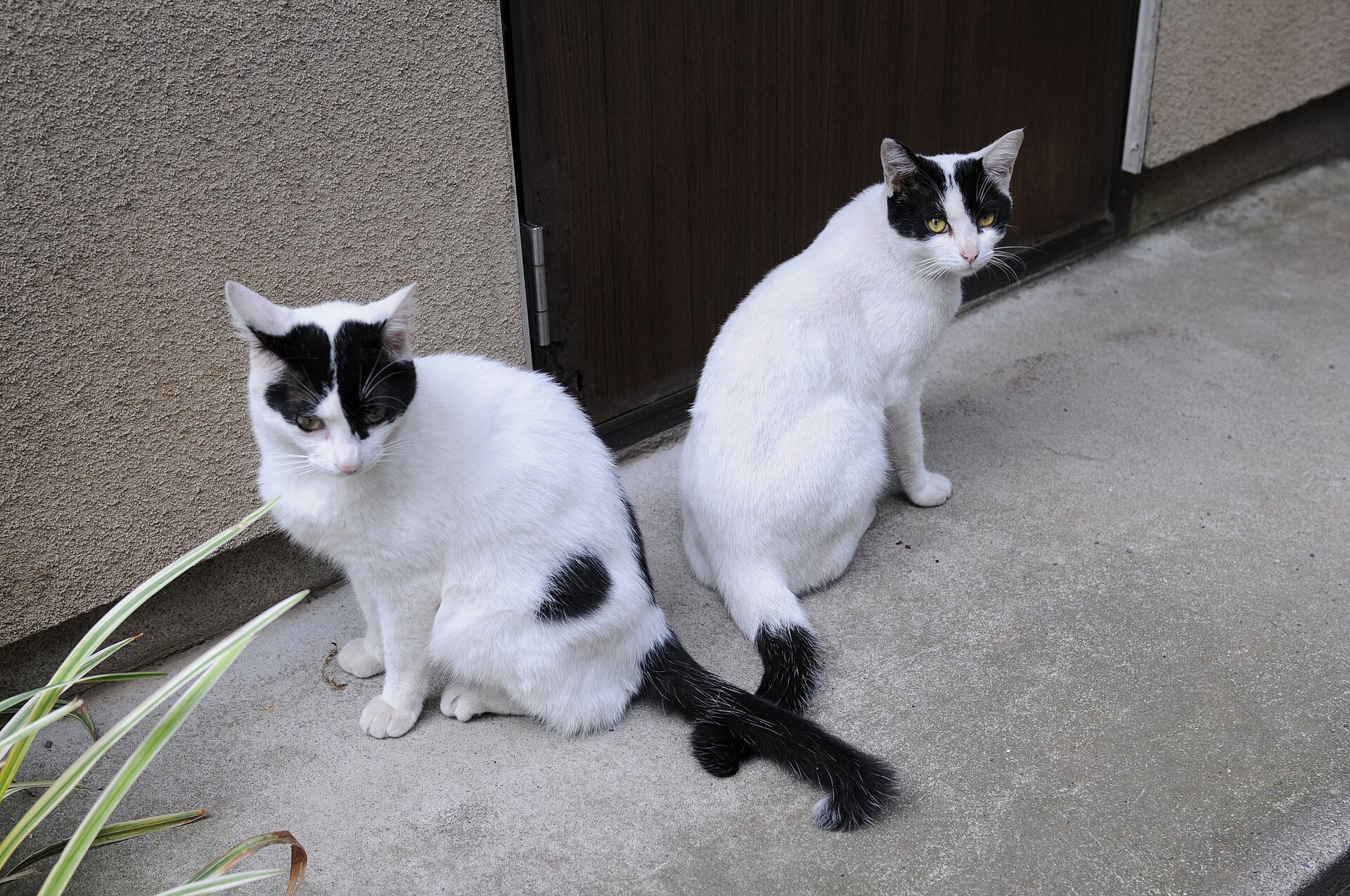Zwei schwarz-weiße Katzen sitzen nebeneinander.