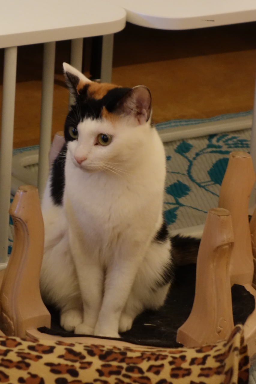 Dreifarbige Katze sitzt aufmerksam in einem Wohnraum.